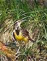 _MG_8625 meadowlark.jpg