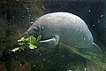 _MG_8633 manatee.jpg