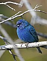 _MG_8637 male indigo bunting.jpg