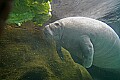 _MG_8640 manatee.jpg