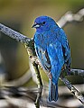 _MG_8641 male indigo bunting.jpg