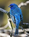 _MG_8642 male indigo bunting.jpg