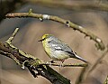 _MG_8660 blue winged warbler.jpg