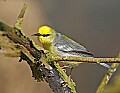 _MG_8662 blue-winged warbler.jpg