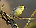 _MG_8668 blue-winged warbler.jpg