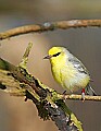 _MG_8669 warbler.jpg