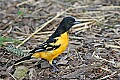 _MG_8701 male baltimore oriole.jpg