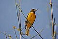 _MG_8719 Orchard oriole.jpg