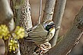 _MG_8732 common yellow-throat.jpg