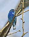 _MG_8734 male indigo bunting.jpg