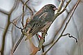 _MG_8735 Junco.jpg