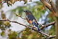 _MG_8765 eastern bluebird.jpg