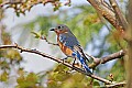 _MG_8767 eastern bluebird.jpg