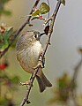 _MG_8793 ruby-crowned kinglet.jpg