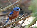 _MG_8811 eastern bluebird.jpg