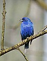 _MG_8876 male indigo bunting.jpg