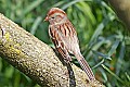 _MG_8894 female indigo bunting.jpg