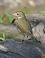 _MG_8905 oven bird.jpg