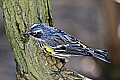 _MG_8927 white throated warbler.jpg