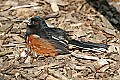 _MG_8939 male eastern towhee.jpg