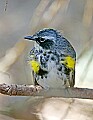 _MG_8948 warbler.jpg