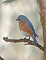 _MG_8952 eastern bluebird.jpg