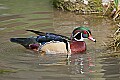 _MG_9096 male wood duck.jpg