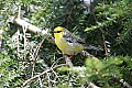 _MG_9165 blue-winged warbler.jpg