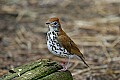 _MG_9171 wood thrush.jpg