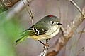 _MG_9181 ruby-crowned kinglet.jpg