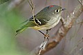 _MG_9183 ruby crowned kinglet.jpg