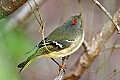 _MG_9186 ruby-crowned kinglet.jpg