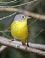 _MG_9189 nashville warbler.jpg