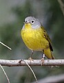 _MG_9206 nashville warbler.jpg