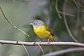 _MG_9210 nashville warbler.jpg