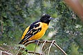 _MG_9231 baltimore oriole.jpg