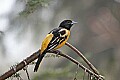 _MG_9237 baltimore oriole.jpg