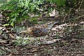 _MG_9244 meadowlark.jpg