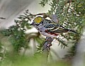 _MG_9245 chestnut-sided warbler.jpg