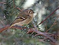 _MG_9254 ruby-crowned kinglet.jpg