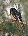 _MG_9256 american redstart.jpg