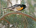 _MG_9258 american redstart.jpg