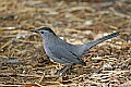 _MG_9274 catbird.jpg