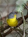 _MG_9279 nashville warbler.jpg