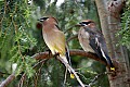 _MG_9292 cedar waxwing.jpg