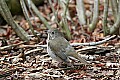 _MG_9307 gray-cheeked thrush.jpg