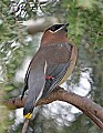 _MG_9309 cedar waxwing.jpg