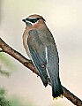 _MG_9313 cedar waxwing.jpg