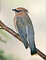 _MG_9314 cedar waxwing.jpg