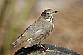 _MG_9330 gray-cheeked thrush.jpg